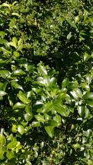 Pittosporum colensoi