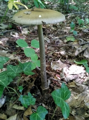 Amanita ceciliae