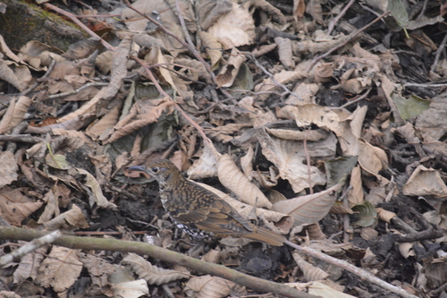 Nilgiri Thrush (Zoothera neilgherriensis), photo 10