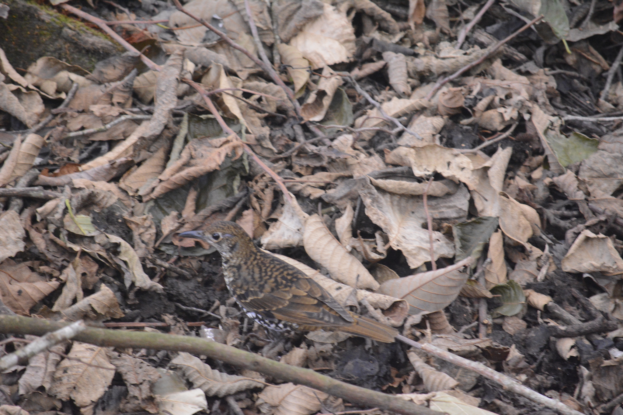Nilgiri Thrush (Zoothera neilgherriensis), photo 8