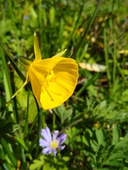 Narcissus bulbocodium
