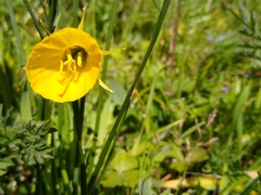 Narcissus bulbocodium