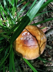 Amanita ceciliae