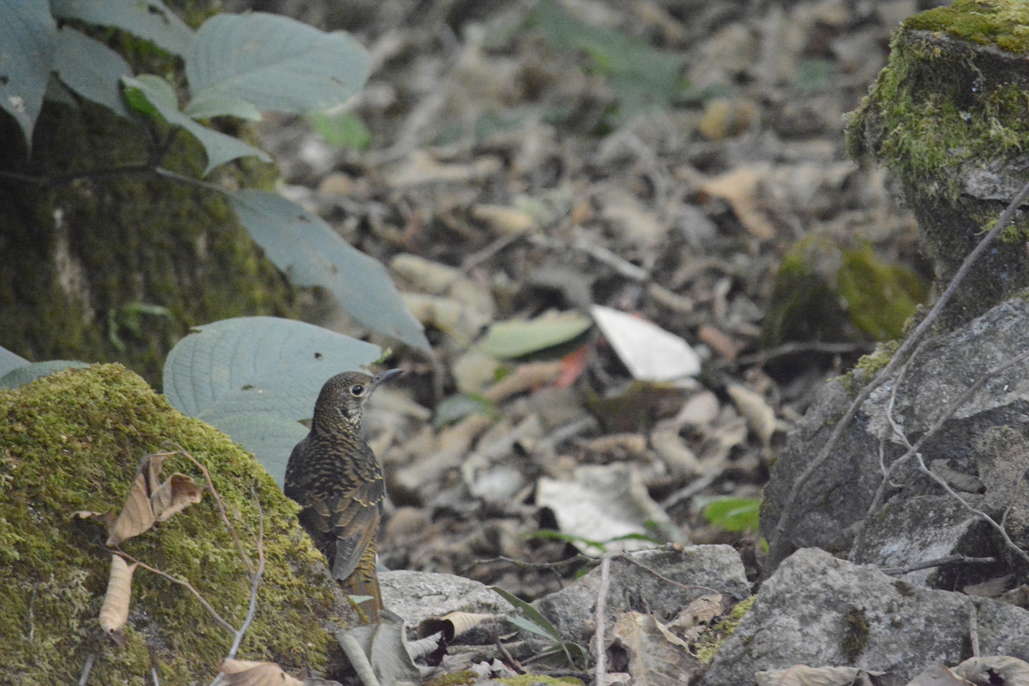 Nilgiri Thrush (Zoothera neilgherriensis), photo 9