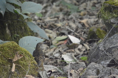 Zoothera neilgherriensis