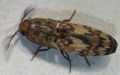 Pherhimius fascicularis