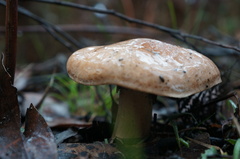Tricholoma eucalypticum