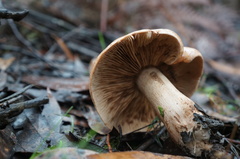 Tricholoma eucalypticum