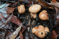 Tricholoma eucalypticum
