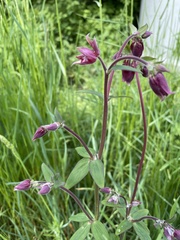 Aquilegia atrata