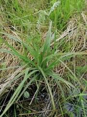 Carex hirta