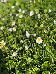 Bellis perennis