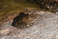 Litoria meiriana