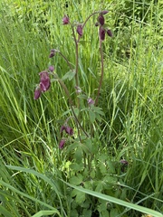Aquilegia atrata