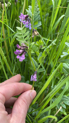 Aquilegia atrata