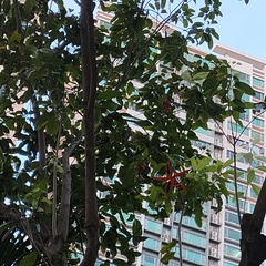 Sterculia lanceolata