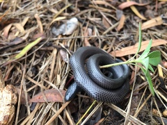 Amblyodipsas polylepis polylepis