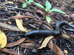 Amblyodipsas polylepis polylepis