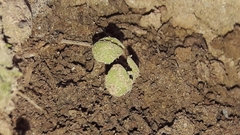 Ocimum tenuiflorum