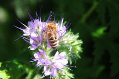 Apis mellifera