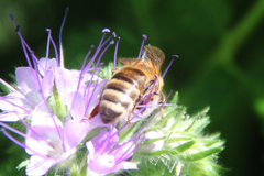 Apis mellifera