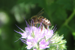 Apis mellifera