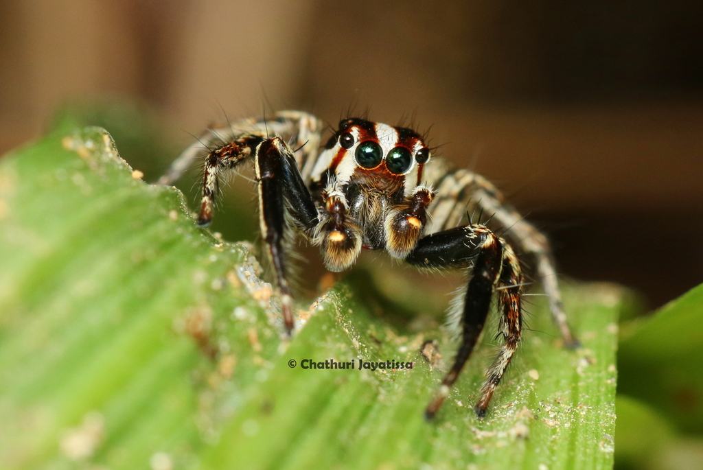 Pantropical Jumping Spider - TC INSECTS