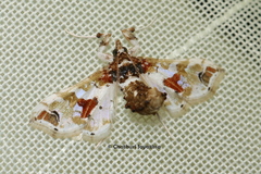 Leucinodes orbonalis