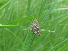 Evergestis frumentalis