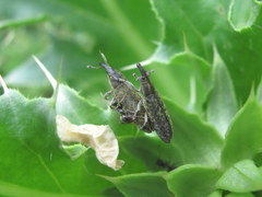 Lixus filiformis