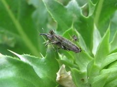Lixus filiformis