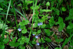 Glechoma hederacea