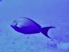 Acanthurus xanthopterus