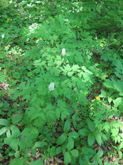 Actaea asiatica