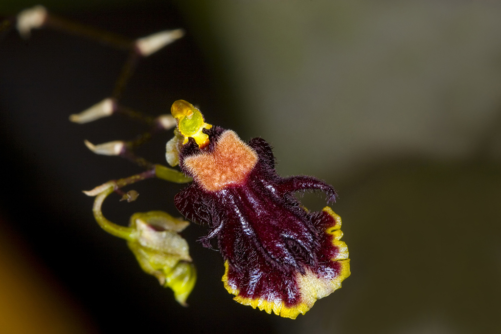 Tolumnia henekenii
