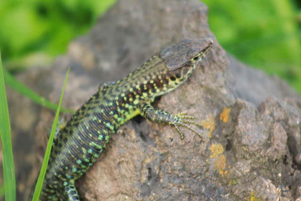 Jackson's Forest Lizard