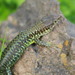 Jackson's Forest Lizard - Photo (c) Christian Mushimiyimana, some rights reserved (CC BY-NC), uploaded by Christian Mushimiyimana