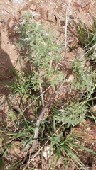 Lupinus albifrons collinus