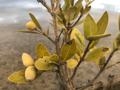 Avicennia marina