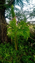 Amorphophallus
