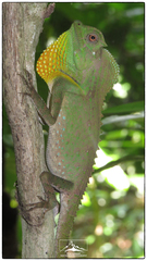 Lyriocephalus scutatus