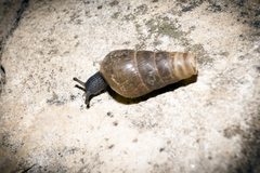 Rumina decollata