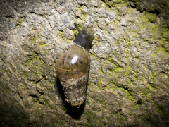 Rumina decollata