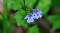 Glechoma hederacea