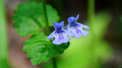 Glechoma hederacea