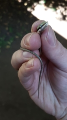 Thelotornis capensis