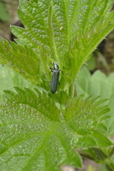 Oedemerinae