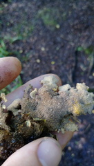 Yarrumia colensoi