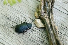 Heterotarsus carinula