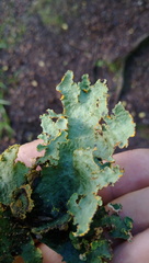 Yarrumia colensoi